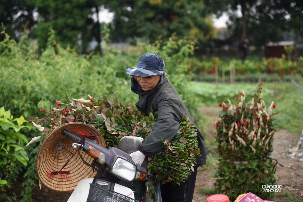 Thủ phủ hoa Mê Linh rực rỡ khoe sắc trước thềm Festival hoa lần đầu tiên - Ảnh 22.