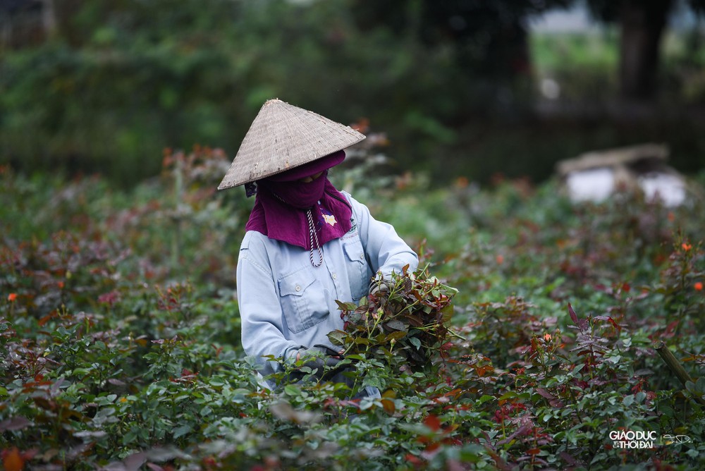 Thủ phủ hoa Mê Linh rực rỡ khoe sắc trước thềm Festival hoa lần đầu tiên - Ảnh 19.