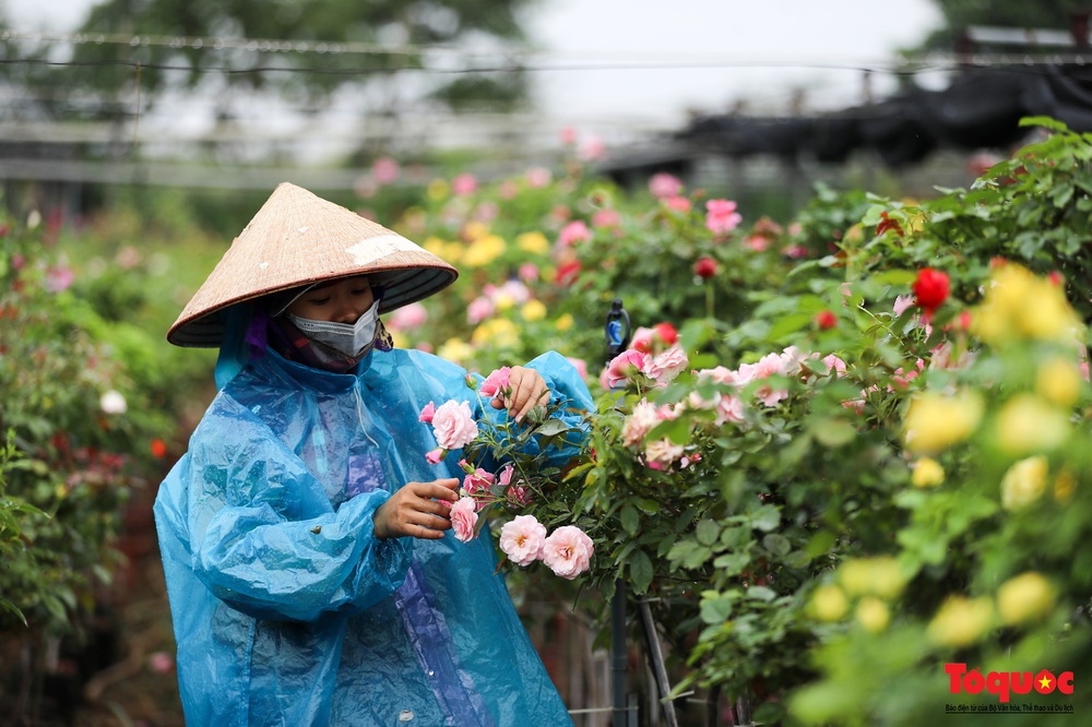 Hoa hồng Mê Linh sẵn sàng khoe sắc tại Fesival hoa lớn nhất Thủ đô - Ảnh 12.