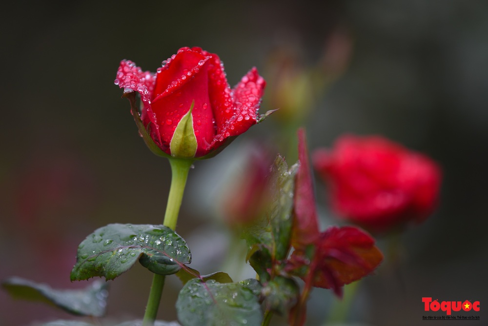 Hoa hồng Mê Linh sẵn sàng khoe sắc tại Fesival hoa lớn nhất Thủ đô - Ảnh 6.