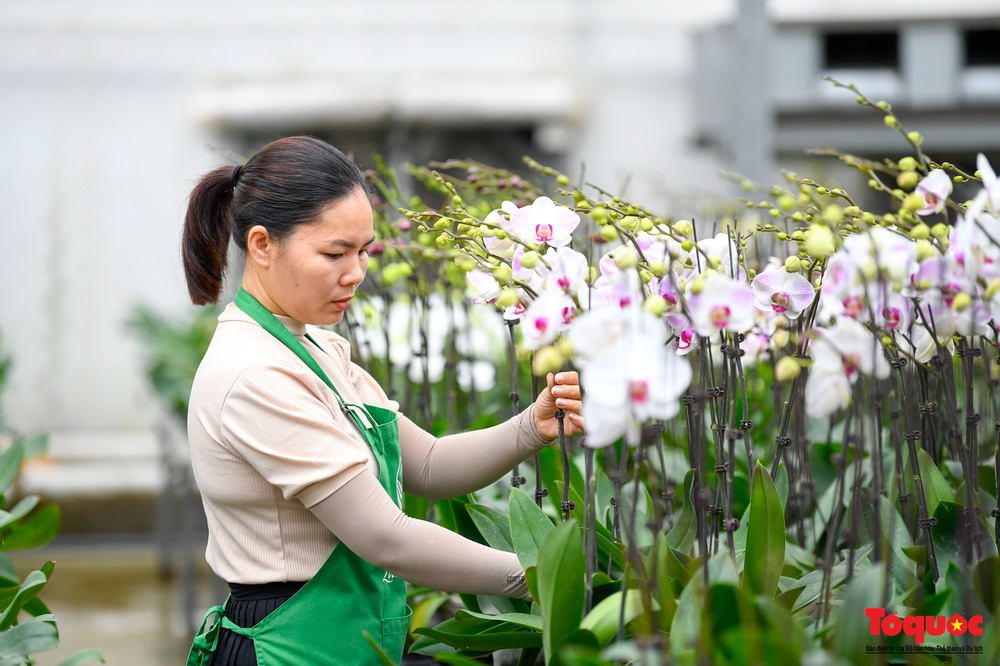 Hoa hồng Mê Linh sẵn sàng khoe sắc tại Fesival hoa lớn nhất Thủ đô - Ảnh 23.