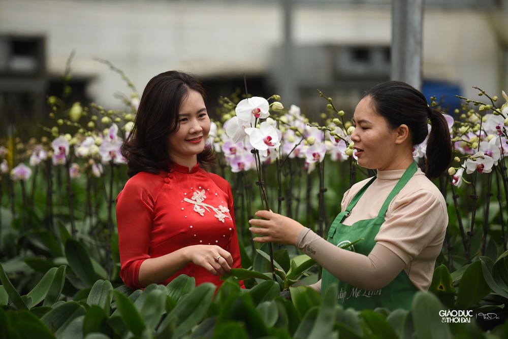 Thủ phủ hoa Mê Linh rực rỡ khoe sắc trước thềm Festival hoa lần đầu tiên - Ảnh 7.