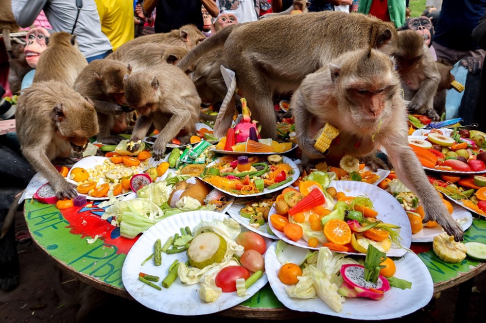 Người Thái Lan tổ chức tiệc tri ân cho gần 4.000 con khỉ - Ảnh 5.