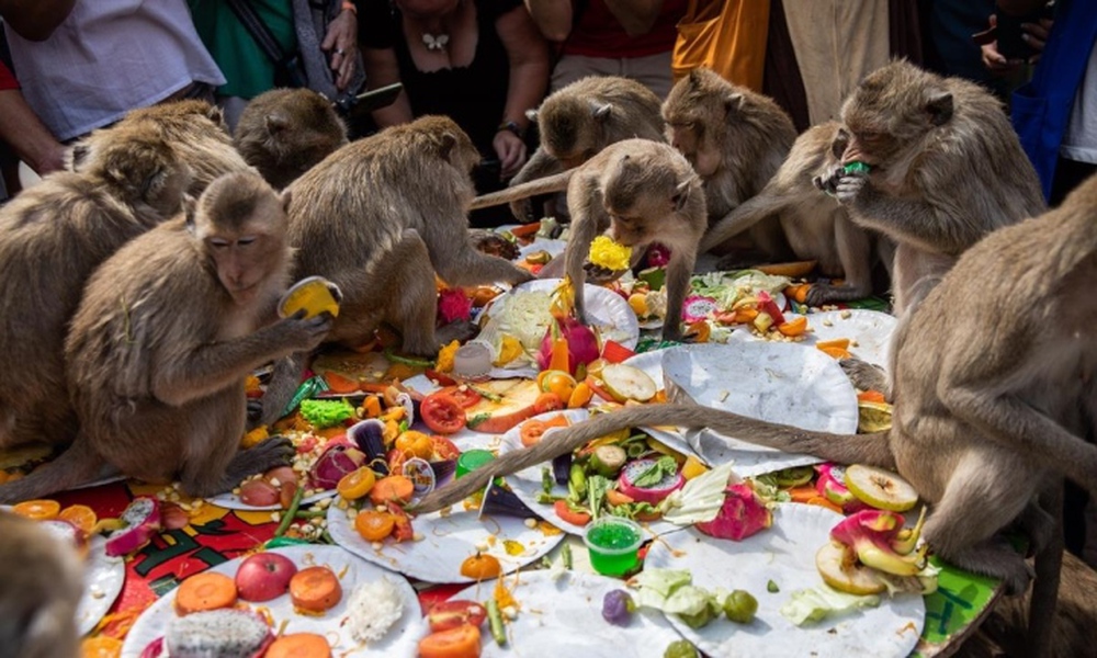 Người Thái Lan tổ chức tiệc tri ân cho gần 4.000 con khỉ - Ảnh 4.
