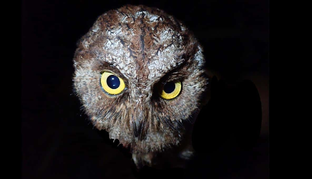 Phát hiện ra loài cú mèo Scops-Owl mới ở Châu Phi - Ảnh 5.