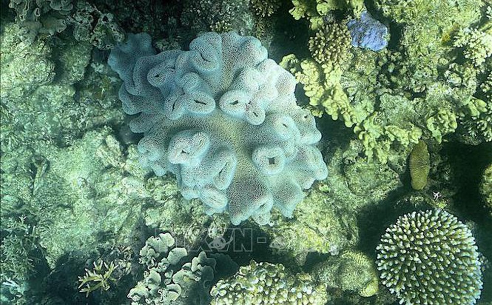 Báo động tình trạng san hô chết dần ở Địa Trung Hải do nắng nóng