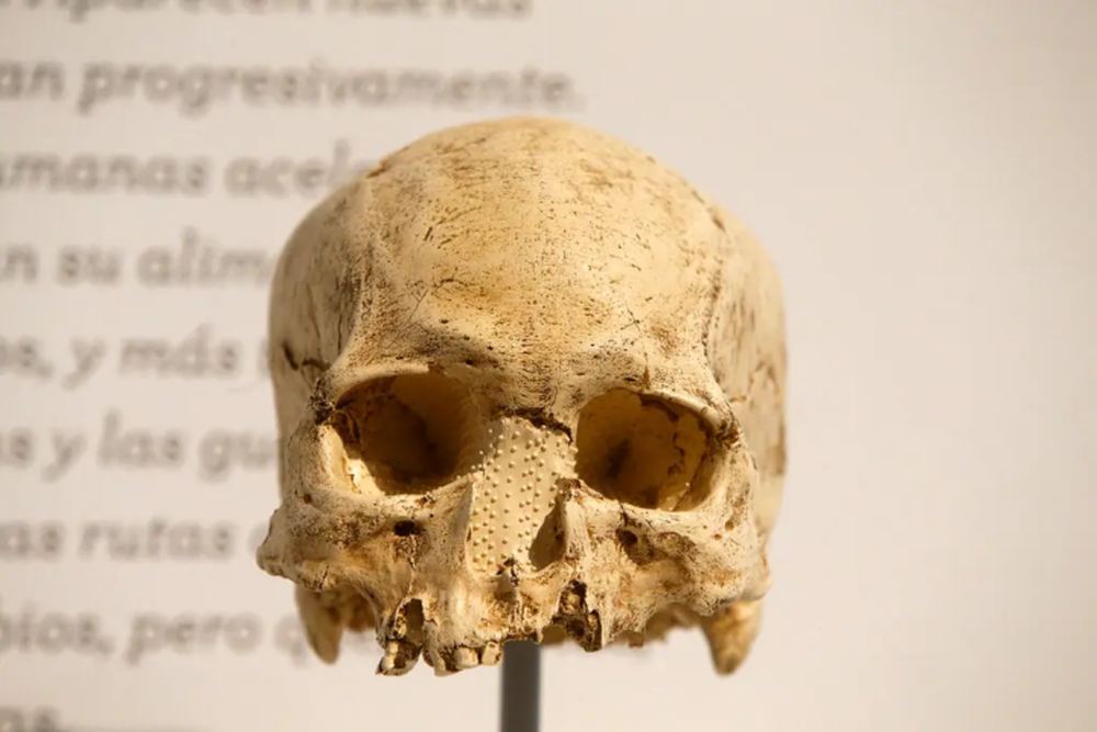 18.000 chiếc sọ người ở bảo tàng Pháp thuộc về ai? - Ảnh 1.