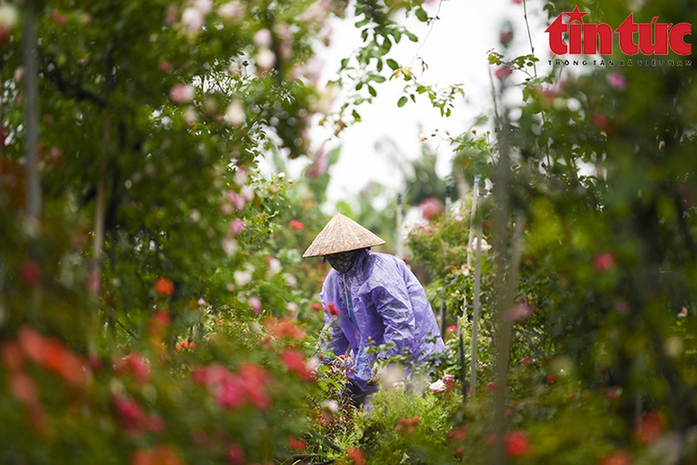 Thủ phủ hoa Mê Linh rộn ràng chuẩn bị Festival hoa đầu tiên - Ảnh 6.