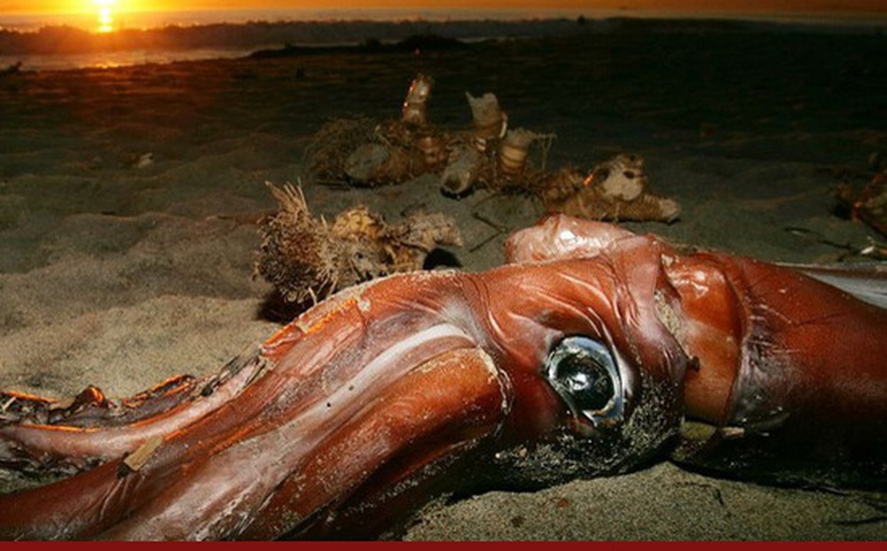 Chiêm ngưỡng loài mực "khổng lồ" lớn nhất thế giới từng được phát hiện
