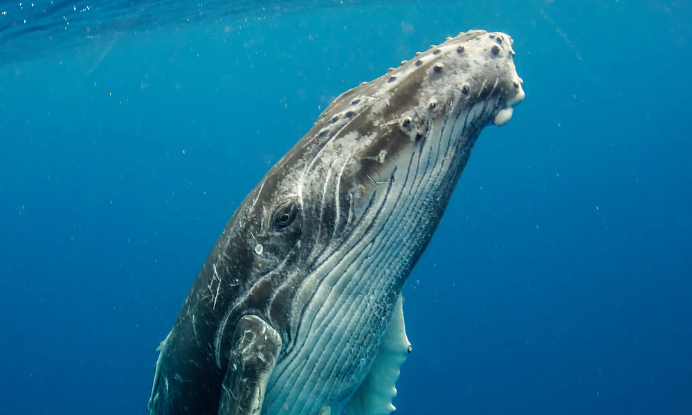 Ăn phải 10 triệu mảnh vi nhựa mỗi ngày, số phận của những chú cá voi lớn nhất thế giới sẽ đi về đâu? - Ảnh 7.