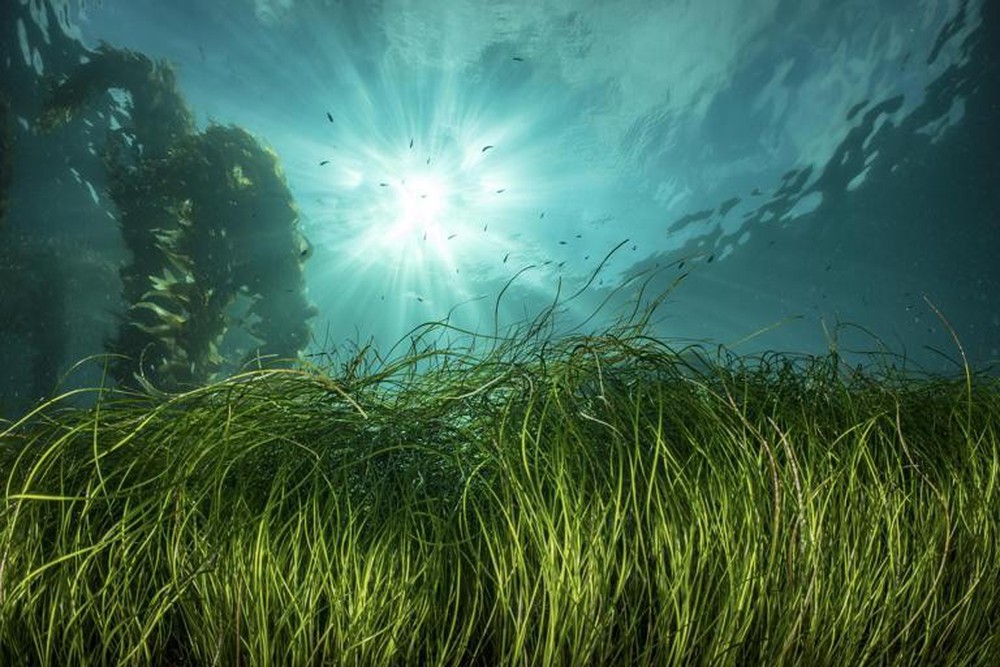 Phát hiện rừng cỏ biển lớn nhất thế giới - Ảnh 1.