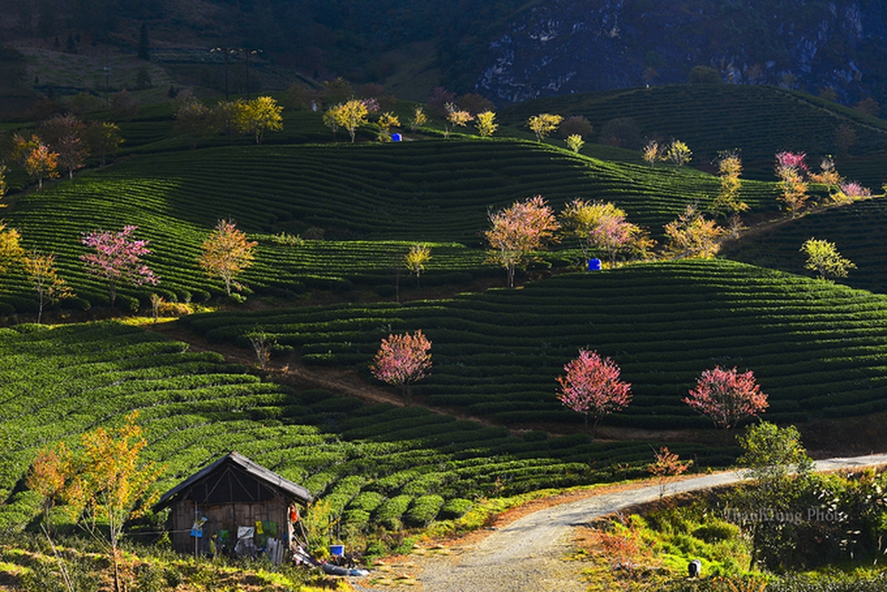 Du lịch Sa Pa mùa này để chiêm ngưỡng hoa mai anh đào nở đẹp như tiên cảnh - Ảnh 14.