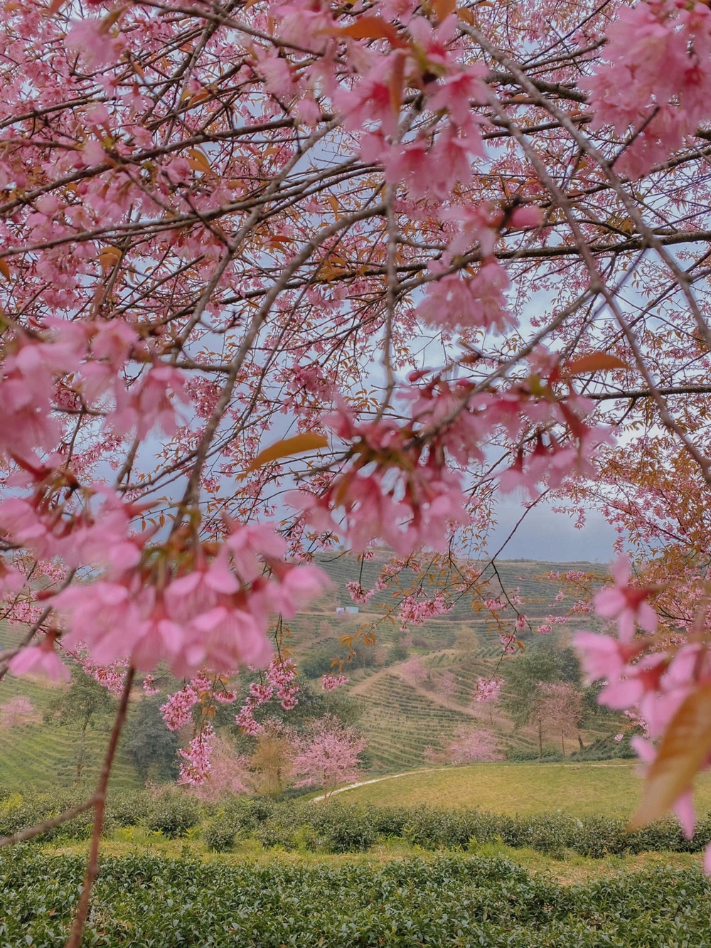 Du lịch Sa Pa mùa này để chiêm ngưỡng hoa mai anh đào nở đẹp như tiên cảnh - Ảnh 4.