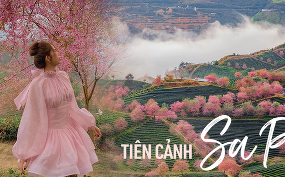 Du lịch Sa Pa mùa này để chiêm ngưỡng hoa mai anh đào nở đẹp như tiên cảnh