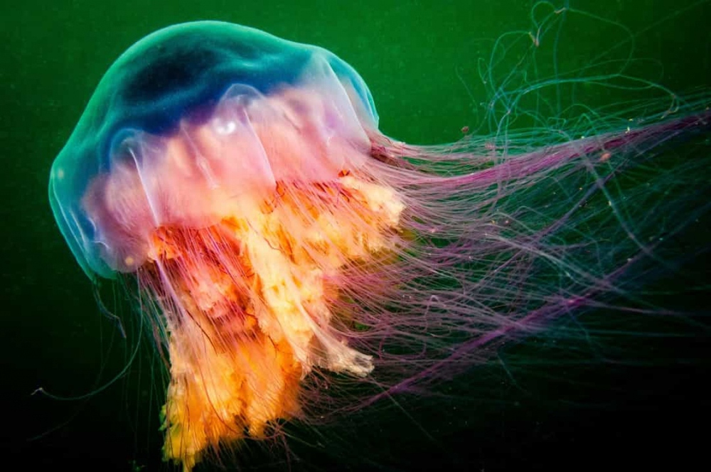 Phát hiện loài sứa tuyệt đẹp mới ở Đại Tây Dương