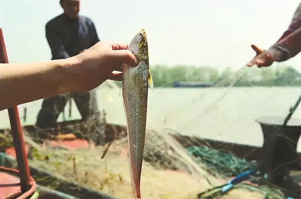 Cá sinh sôi dày đặc chỉ sau 2 năm, tại sao Trung Quốc vẫn tiếp tục kế hoạch 10 năm cấm đánh bắt ở sông Trường Giang? - Ảnh 6.
