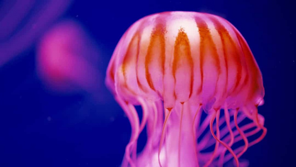 Khám phá bí mật về loài sứa qua những bức ảnh đẹp mê hoặc - Ảnh 8.