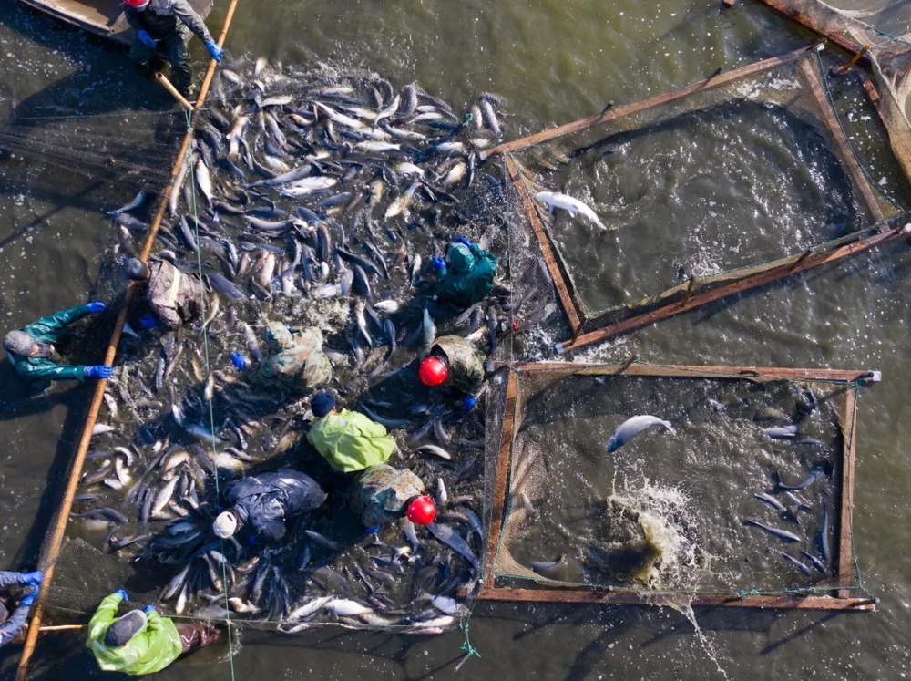 Cá sinh sôi dày đặc chỉ sau 2 năm, tại sao Trung Quốc vẫn tiếp tục kế hoạch 10 năm cấm đánh bắt ở sông Trường Giang? - Ảnh 1.