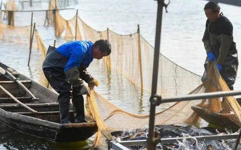 Cá sinh sôi dày đặc chỉ sau 2 năm, tại sao Trung Quốc vẫn tiếp tục kế hoạch 10 năm cấm đánh bắt ở sông Trường Giang?