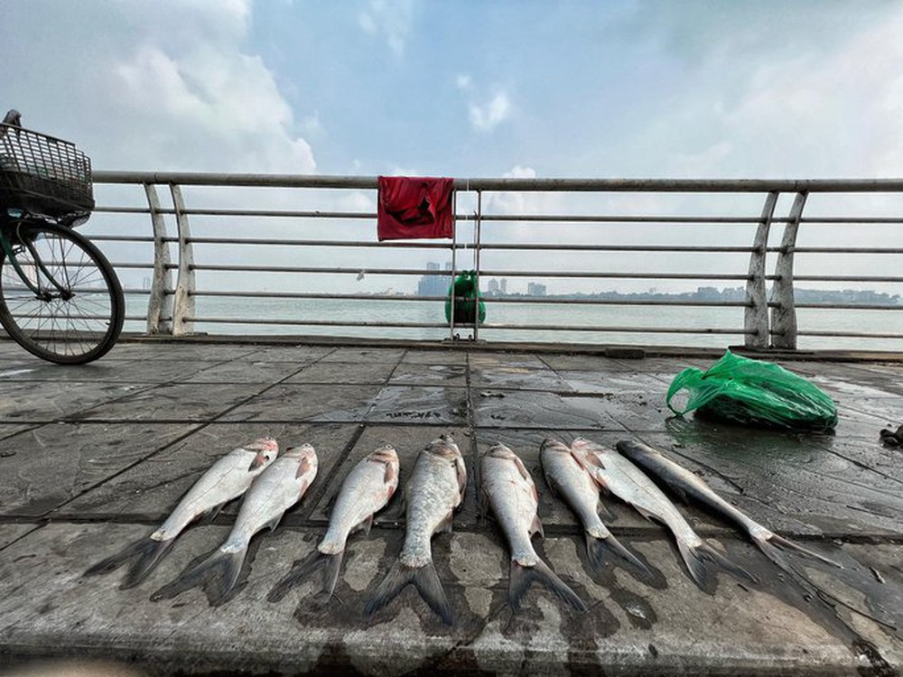 3 sở vào cuộc vẫn chưa kết luận nguyên nhân cá chết hàng loạt trên hồ Tây - Ảnh 2.