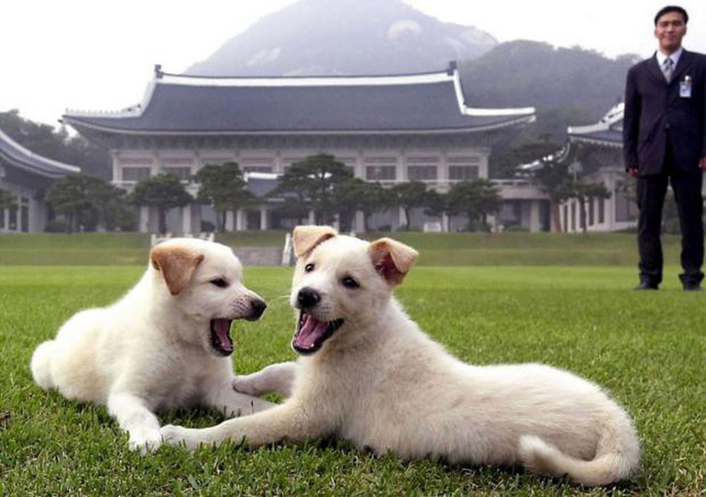 Cựu tổng thống Hàn Quốc muốn trả lại chó do ông Kim Jong-un tặng - Ảnh 2.