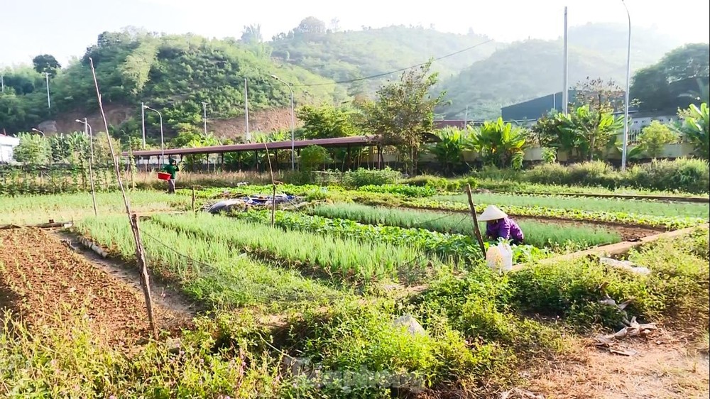 Bệnh viện đa khoa 200 tỷ đồng thành nơi trồng rau, chăn thả bò - Ảnh 3.