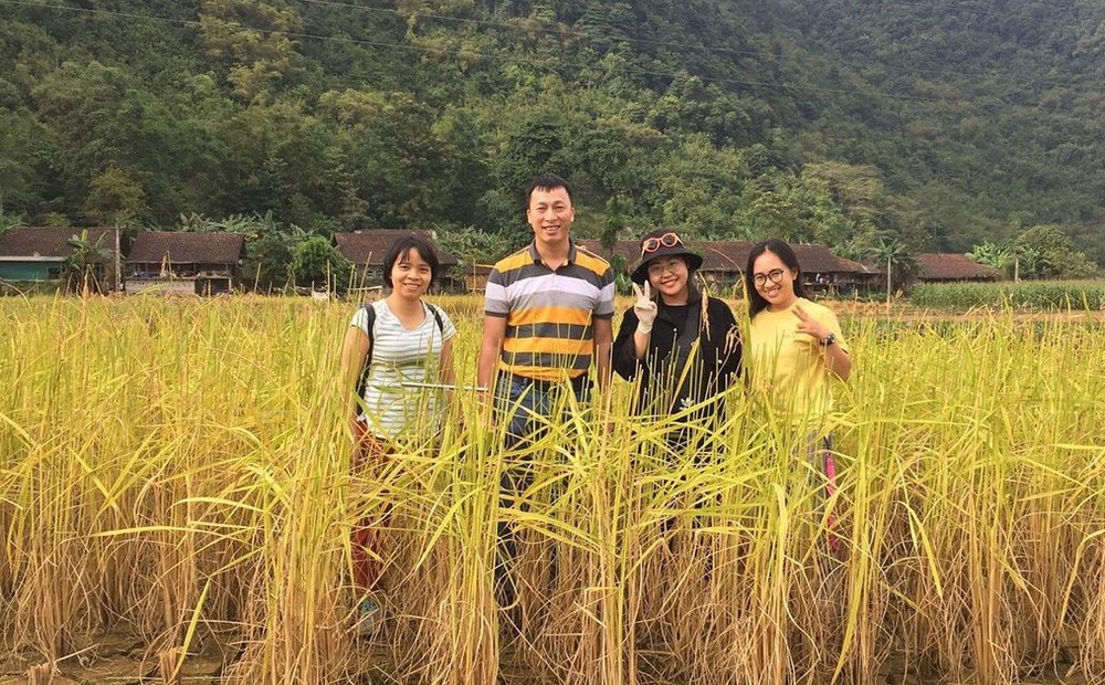 Tìm giải pháp giảm thiểu asen trong lúa gạo
