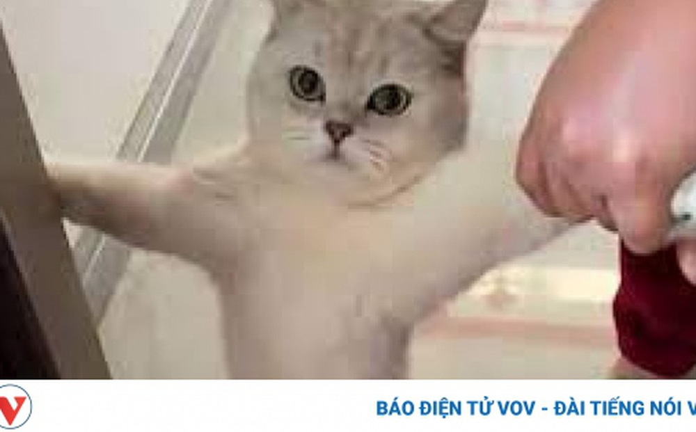 Bật cười với chú mèo bướng bỉnh quyết không chịu ra ngoài trời lạnh