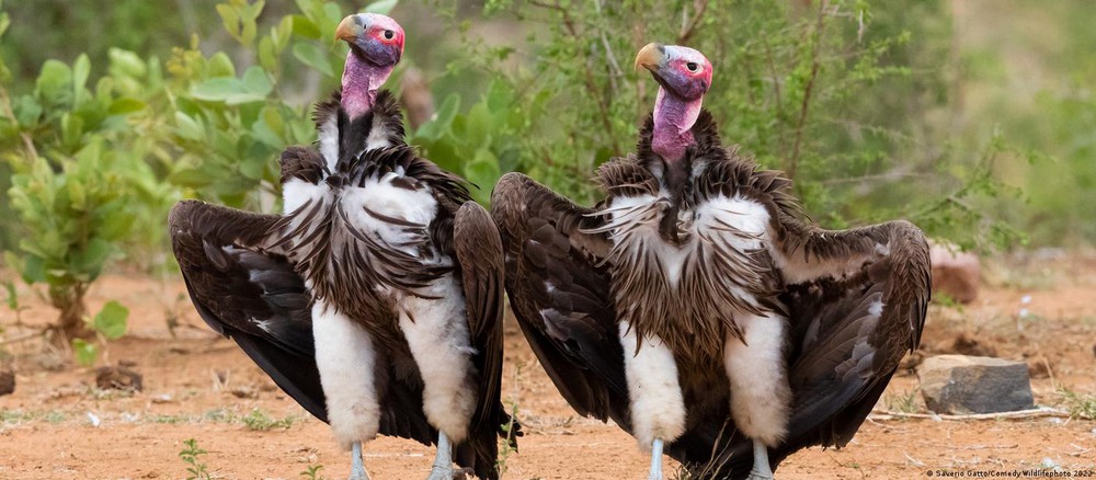 Những bức ảnh động vật hoang dã hài hước nhất năm 2022 - Ảnh 10.