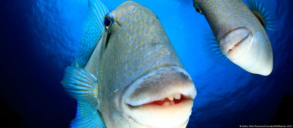 Những bức ảnh động vật hoang dã hài hước nhất năm 2022 - Ảnh 9.