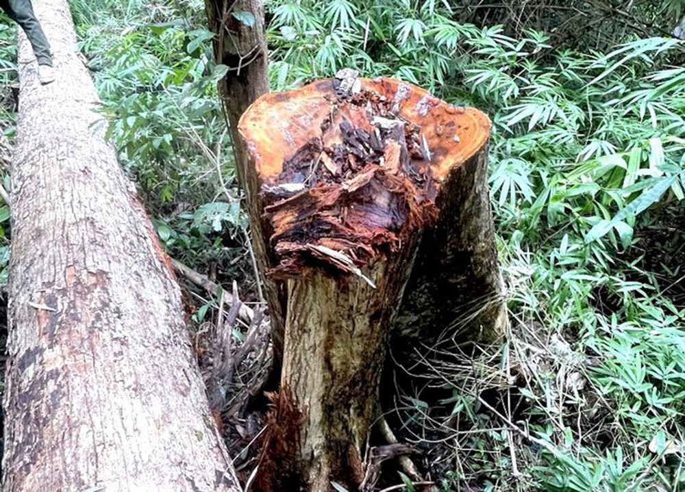 Vụ phá rừng khủng khiếp ở Kon Tum: Chủ tịch huyện xin rút kinh nghiệm - Ảnh 1.