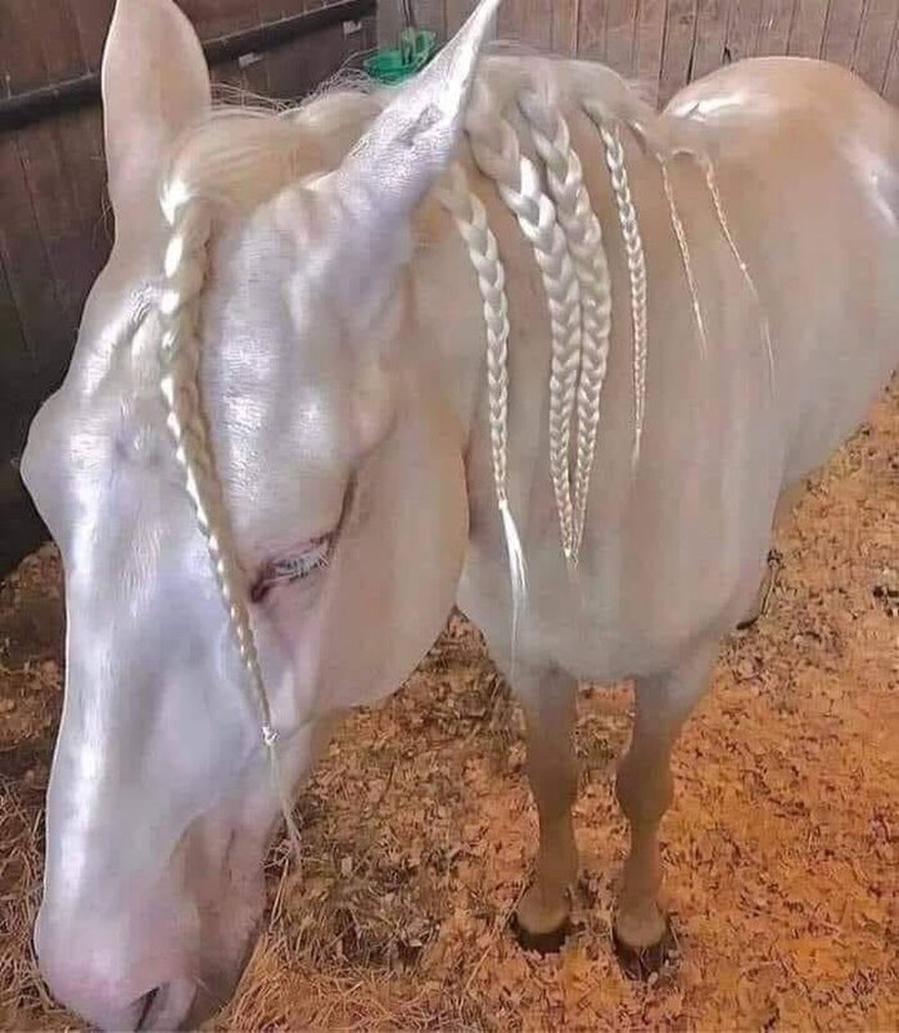 Akhal-Teke: Giống ngựa đẹp mã nhất trên hành tinh