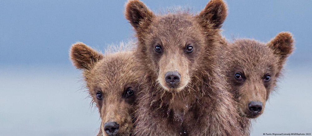 Những bức ảnh động vật hoang dã hài hước nhất năm 2022 - Ảnh 8.