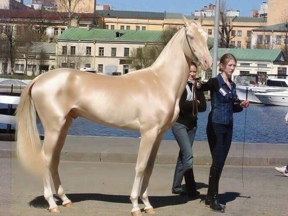 Akhal-Teke: Giống ngựa đẹp mã nhất trên hành tinh - Ảnh 2. Akhal-Teke: Giống ngựa đẹp mã nhất trên hành tinh - Ảnh 2.