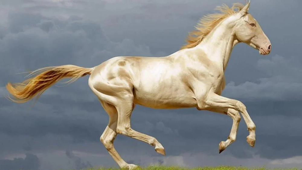 Akhal-Teke: Giống ngựa đẹp mã nhất trên hành tinh - Ảnh 1. Akhal-Teke: Giống ngựa đẹp mã nhất trên hành tinh - Ảnh 1.