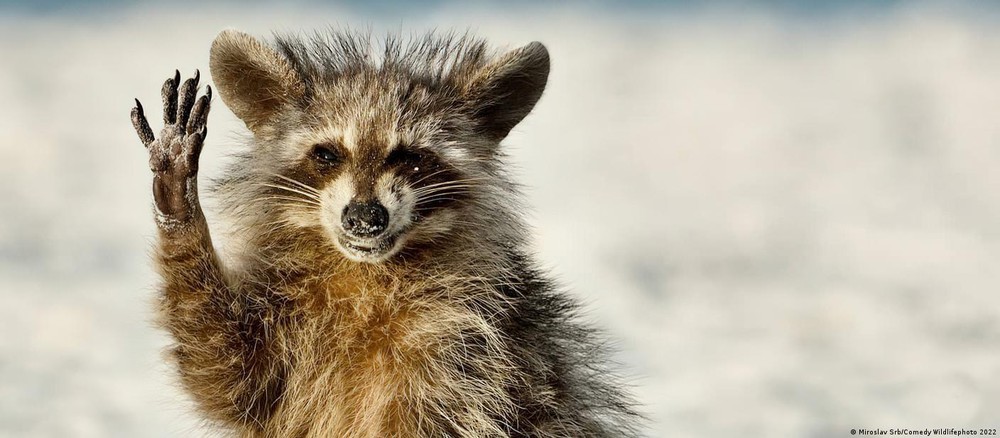 Những bức ảnh động vật hoang dã hài hước nhất năm 2022 - Ảnh 6.