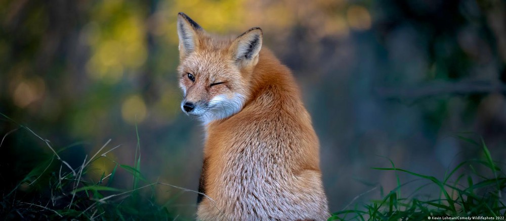 Những bức ảnh động vật hoang dã hài hước nhất năm 2022 - Ảnh 5.