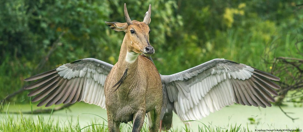 Những bức ảnh động vật hoang dã hài hước nhất năm 2022 - Ảnh 3.