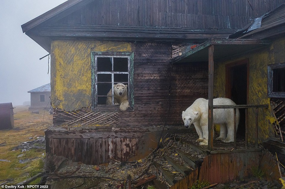 Ngôi nhà của những chú gấu thắng giải Nhiếp ảnh gia thiên nhiên năm 2022 - Ảnh 1.