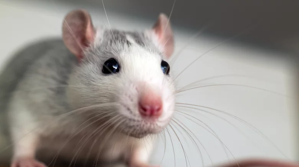 Tại sao loài chuột lại được lựa chọn để tham gia vào các thí nghiệm khoa học? - Ảnh 4.