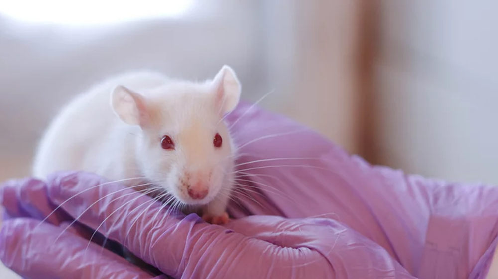 Tại sao loài chuột lại được lựa chọn để tham gia vào các thí nghiệm khoa học? - Ảnh 3.