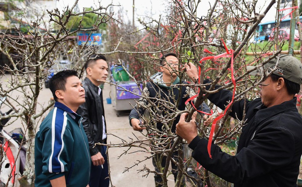 Hoa rừng xuống phố giá hàng triệu đồng cho người dân Thủ đô 'chơi' Tết sớm