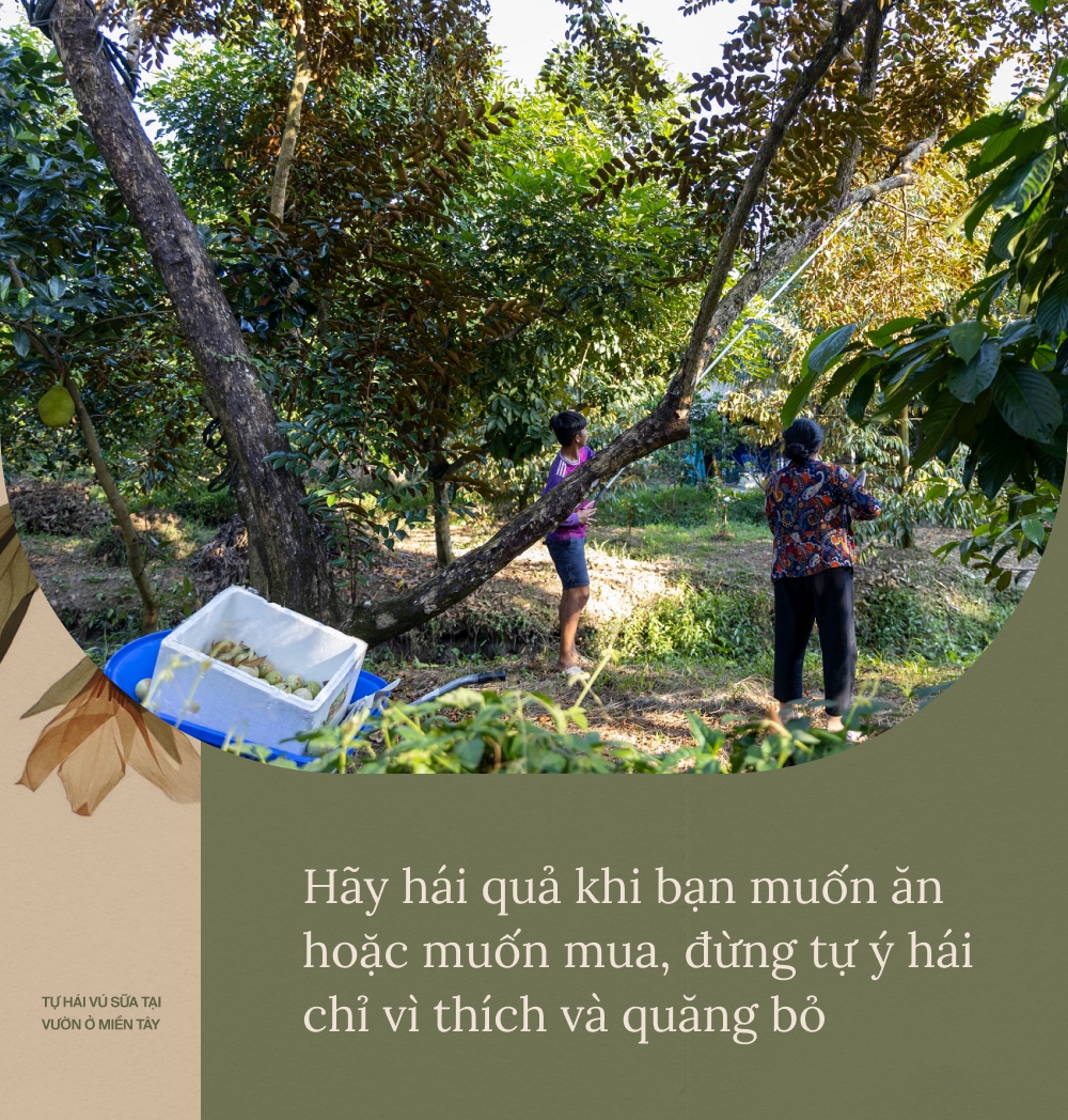 Cuối năm trải nghiệm vào vườn vú sữa tím cực sai quả ở Cần Thơ, vừa ăn vừa hái trái mang về - Ảnh 12.