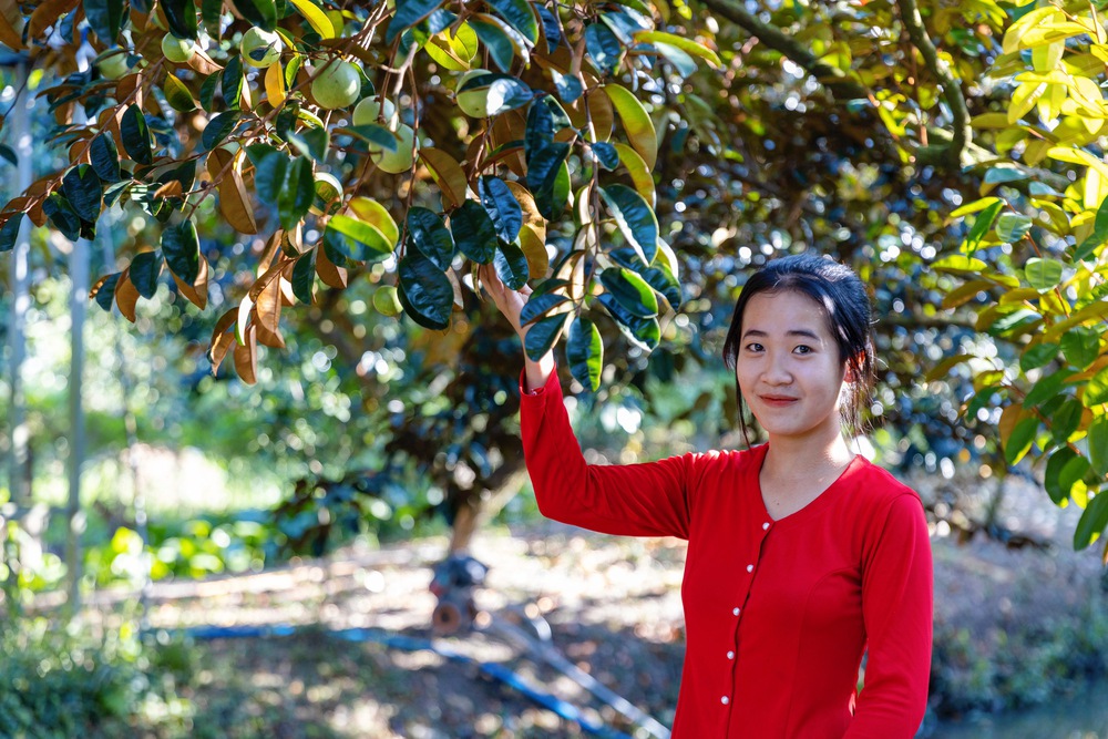 Cuối năm trải nghiệm vào vườn vú sữa tím cực sai quả ở Cần Thơ, vừa ăn vừa hái trái mang về - Ảnh 4.