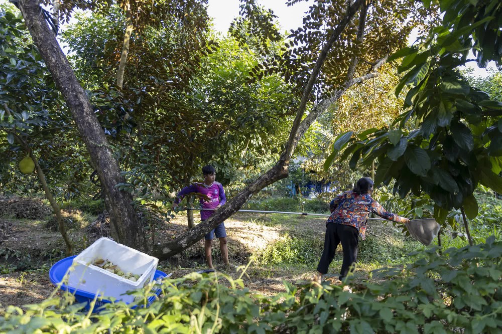 Cuối năm trải nghiệm vào vườn vú sữa tím cực sai quả ở Cần Thơ, vừa ăn vừa hái trái mang về
