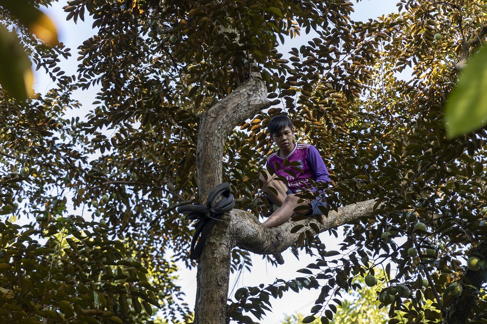 Cuối năm trải nghiệm vào vườn vú sữa tím cực sai quả ở Cần Thơ, vừa ăn vừa hái trái mang về - Ảnh 8.