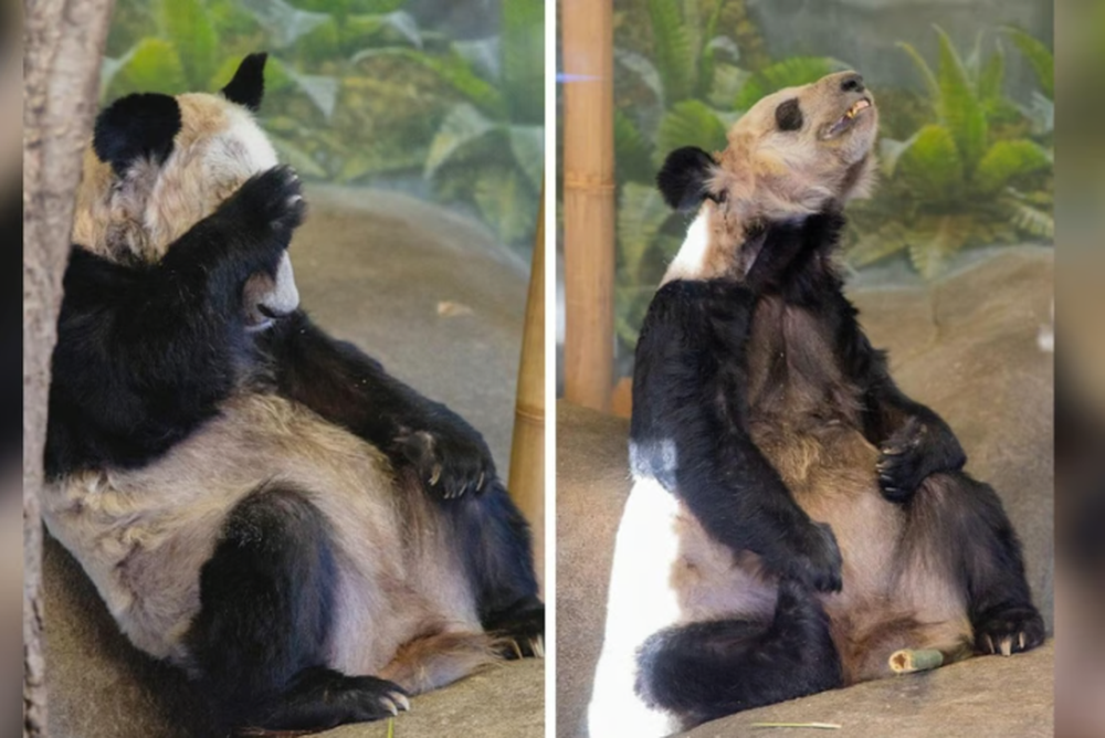 Vườn thú Mỹ trả lại 2 con gấu trúc cho Trung Quốc sau cáo buộc đối xử tệ bạc - Ảnh 1.