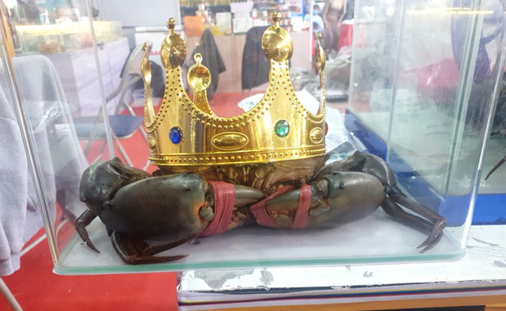 “Miss cua 2022” đã đăng quang cuộc thi Sumo Crab tại Cà Mau như thế nào? - Ảnh 1.