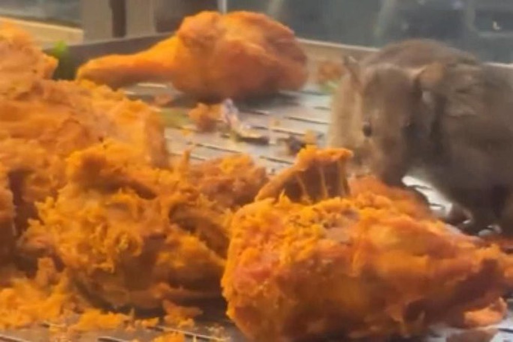 Hoảng hồn vì clip chuột ăn gà rán trong nhà hàng - Ảnh 1.