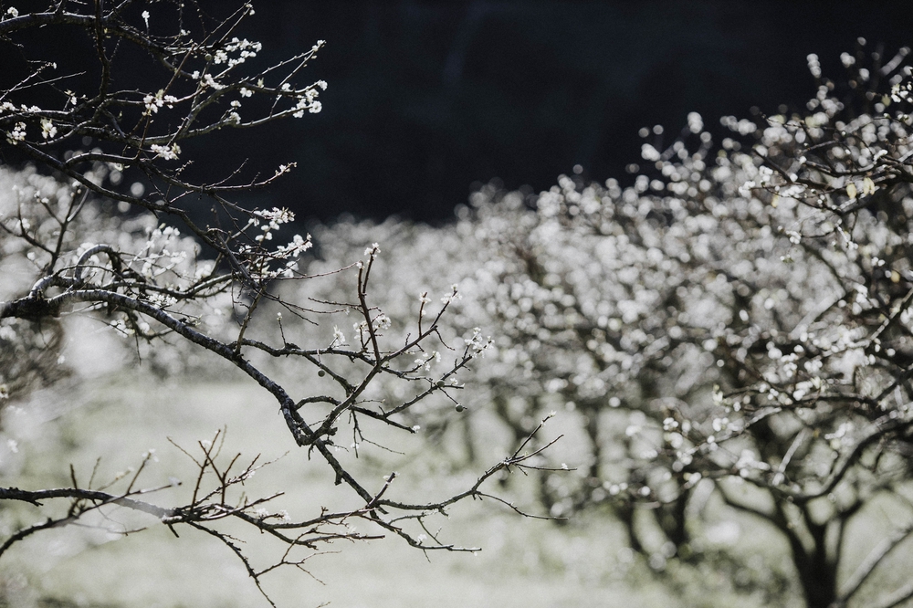 Về Mộc Châu ngắm hoa mận nở trắng trời, người bản địa tiết lộ bí quyết để có bức hình đẹp - Ảnh 6.